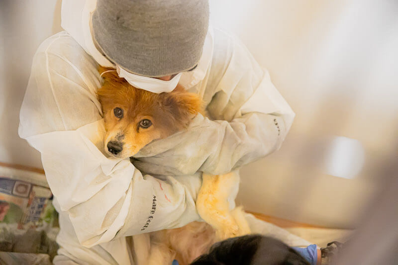 ピースワンコへの法人寄付で「殺処分ゼロに貢献」:ニューエスト様 2 mission 01