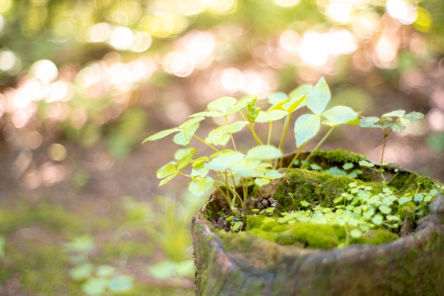 社員の成長を支える「ボランティア休暇」制度のつくり方 6 27059618 s